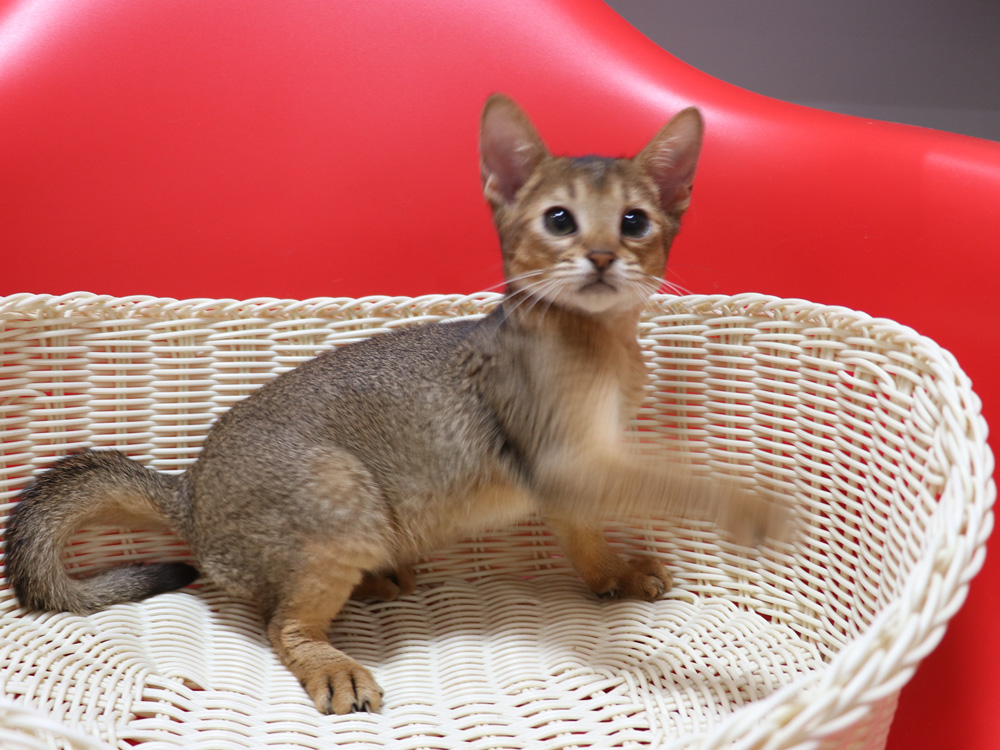 アビシニアンの子猫画像