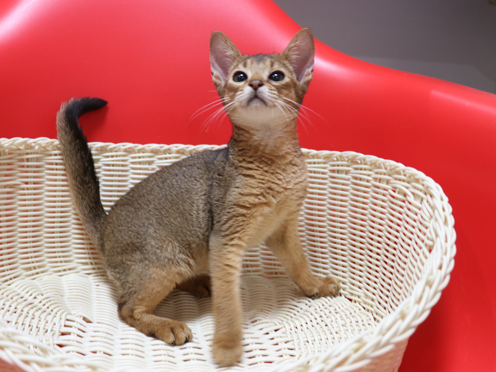 アビシニアンの子猫画像