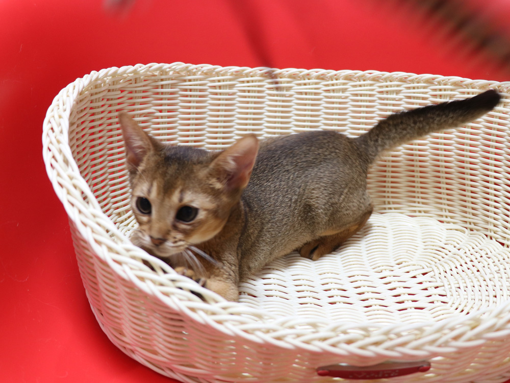アビシニアンの子猫画像