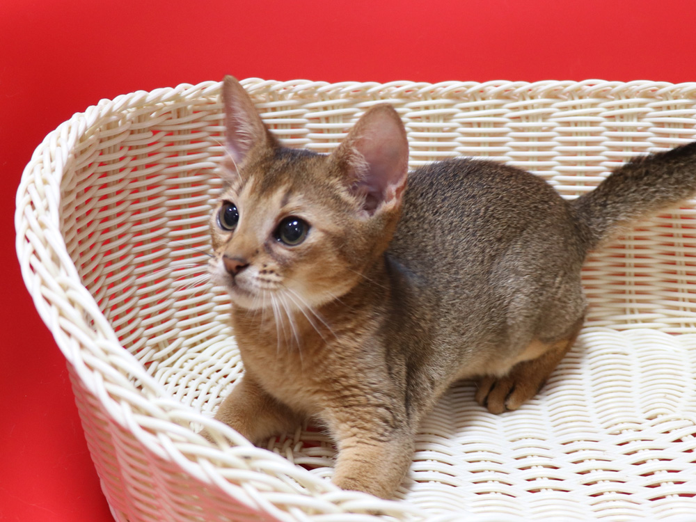アビシニアンの子猫画像