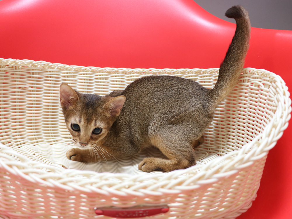 アビシニアンの子猫画像
