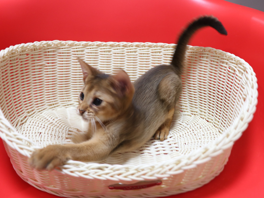 アビシニアンの子猫画像