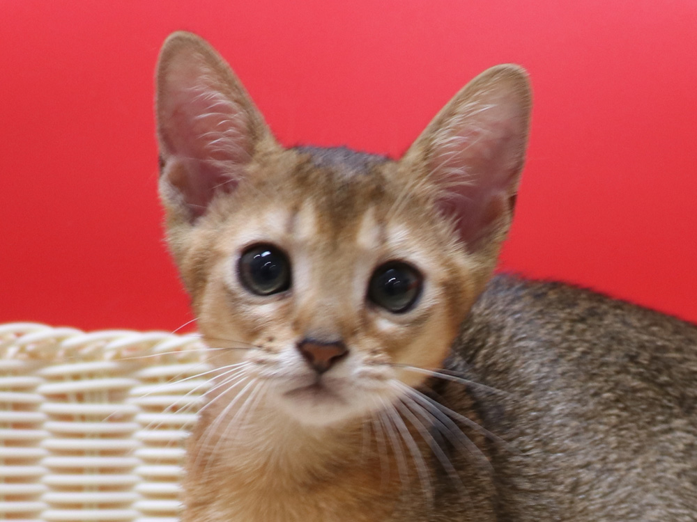 アビシニアンの子猫画像