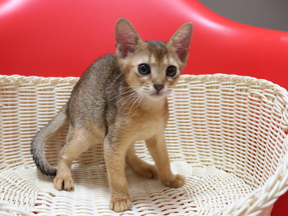 アビシニアンの子猫画像