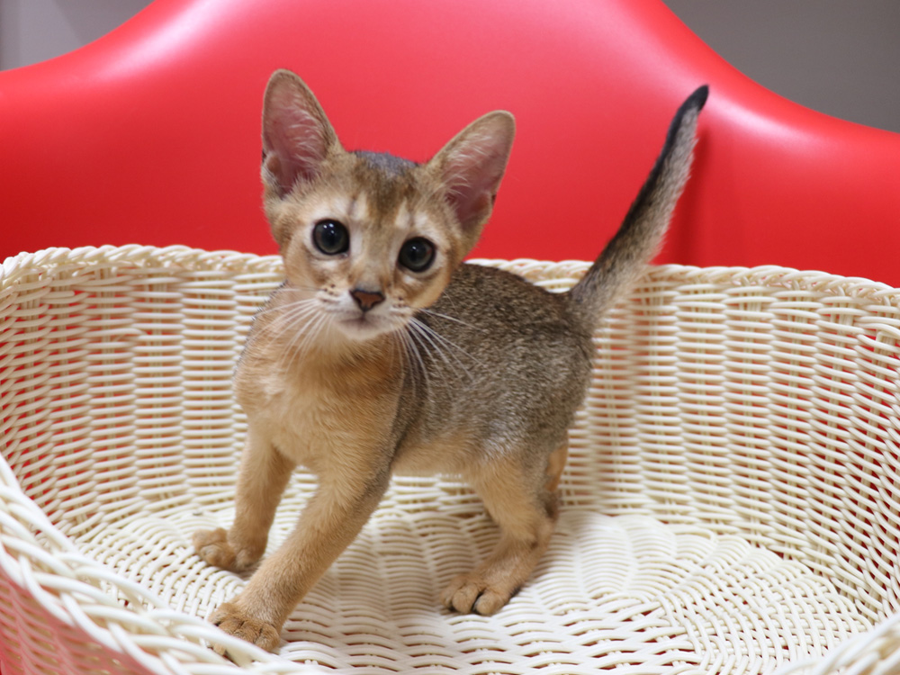 アビシニアンの子猫画像
