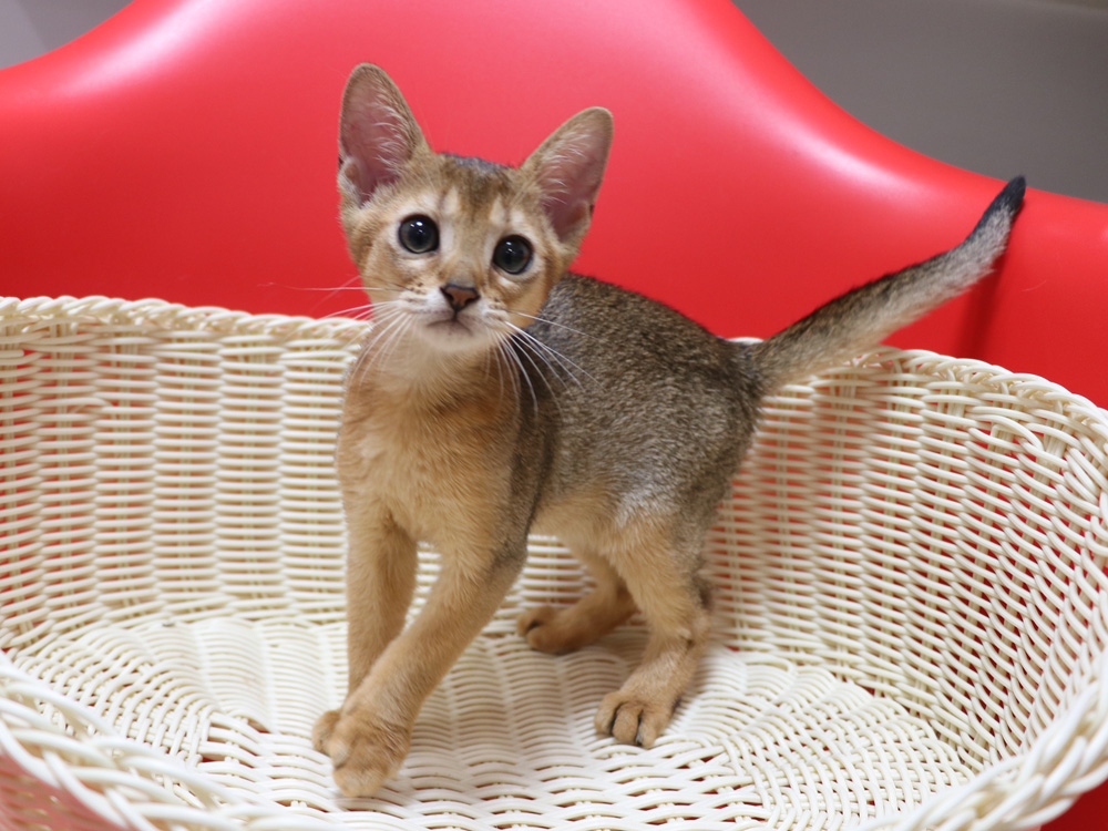 アビシニアンの子猫画像