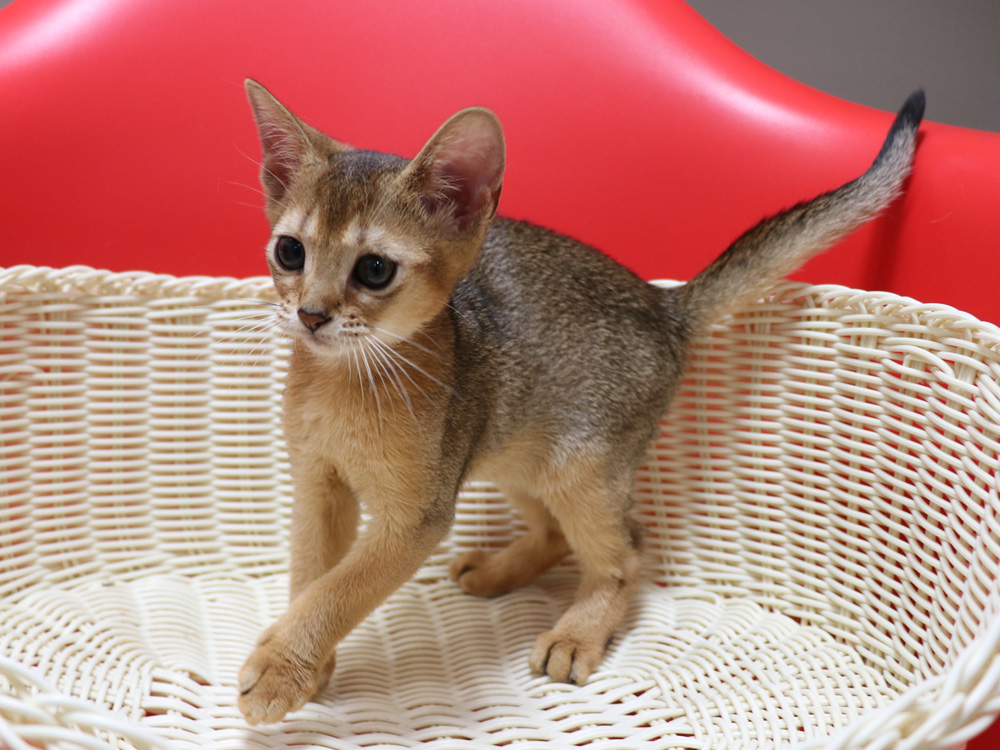 アビシニアンの子猫画像