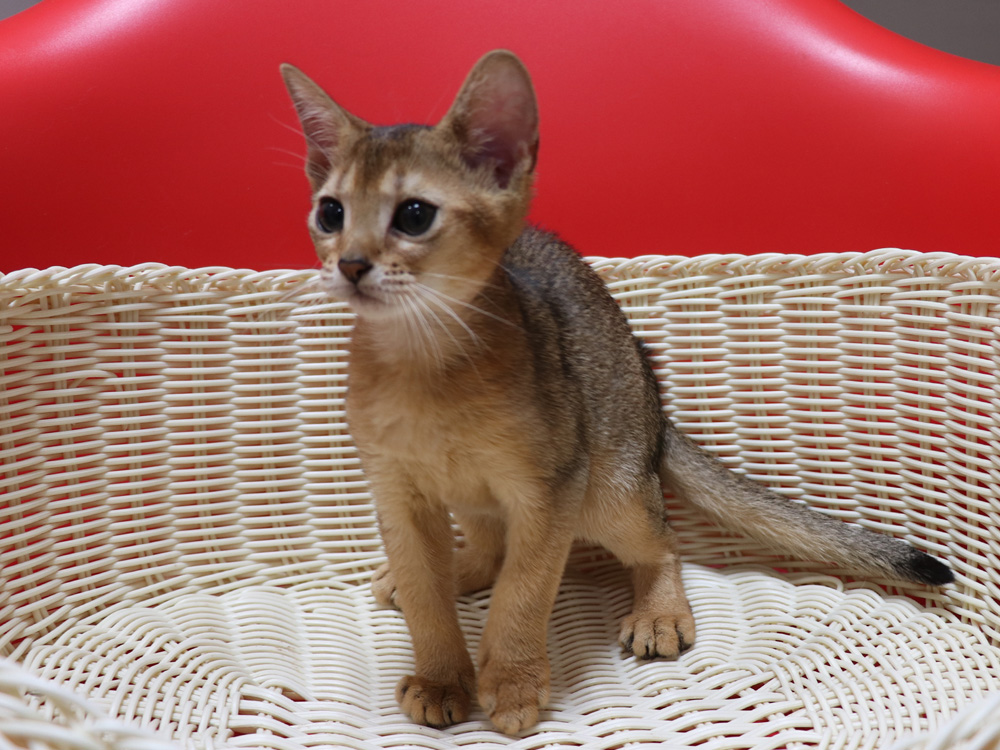アビシニアンの子猫画像
