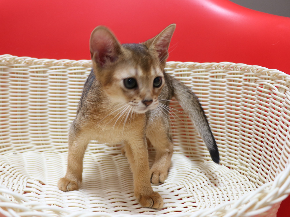 アビシニアンの子猫画像