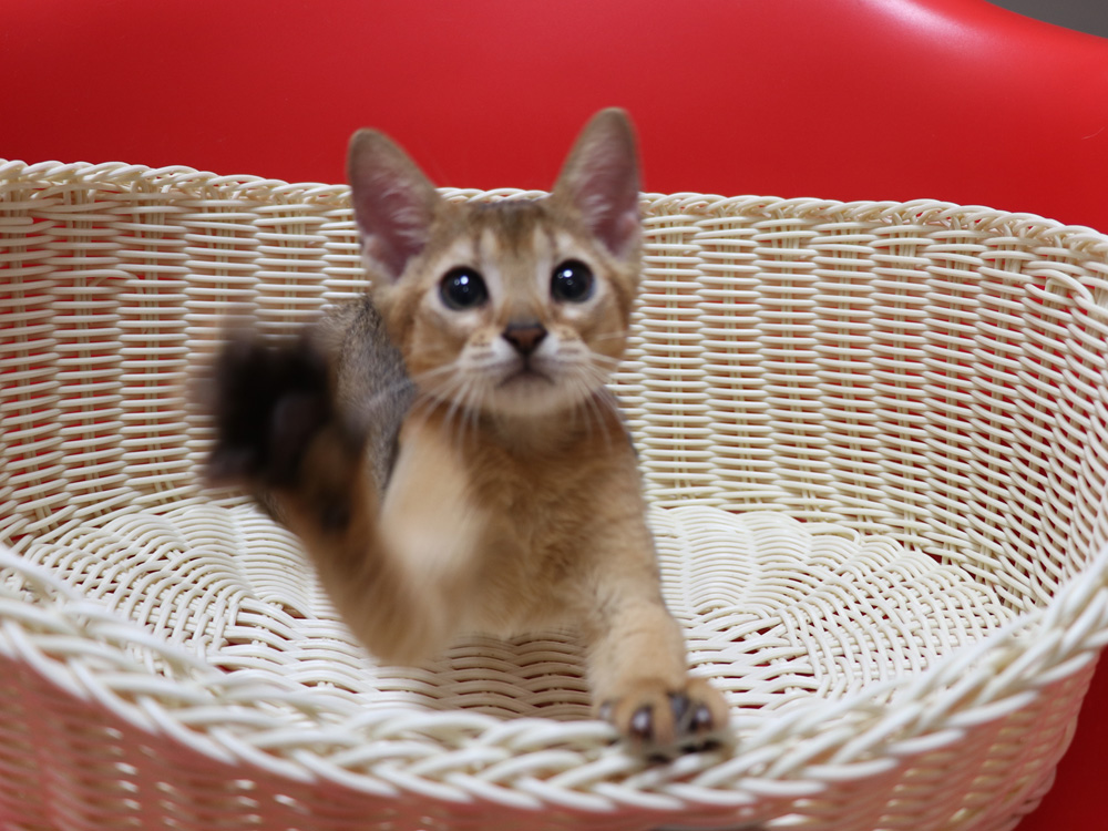 アビシニアンの子猫画像