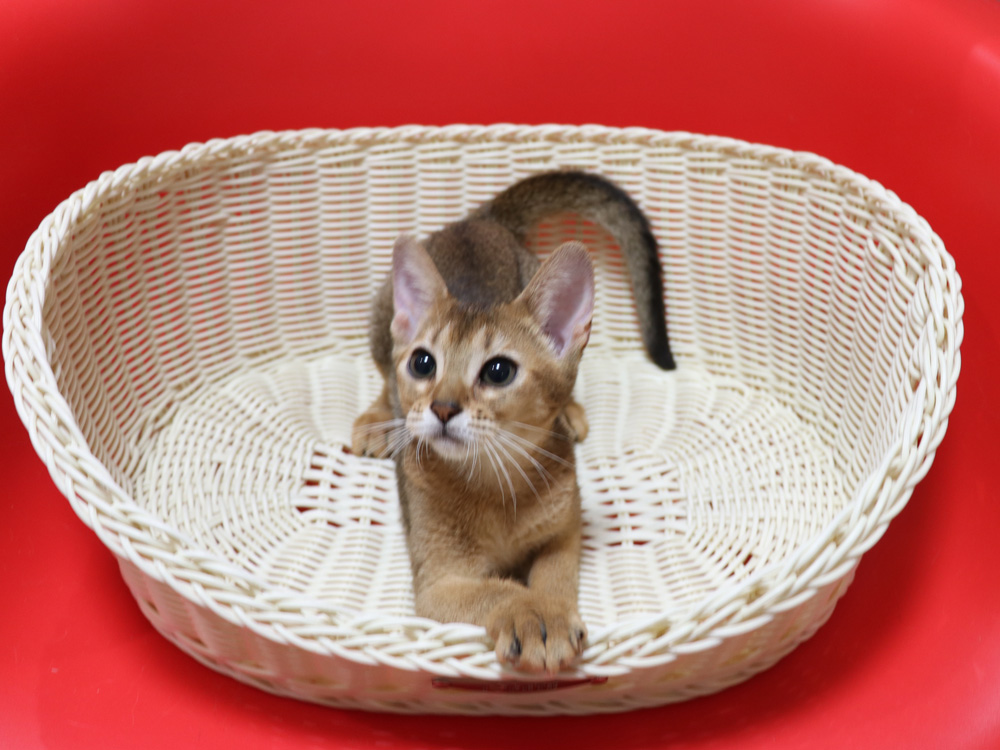 アビシニアンの子猫画像