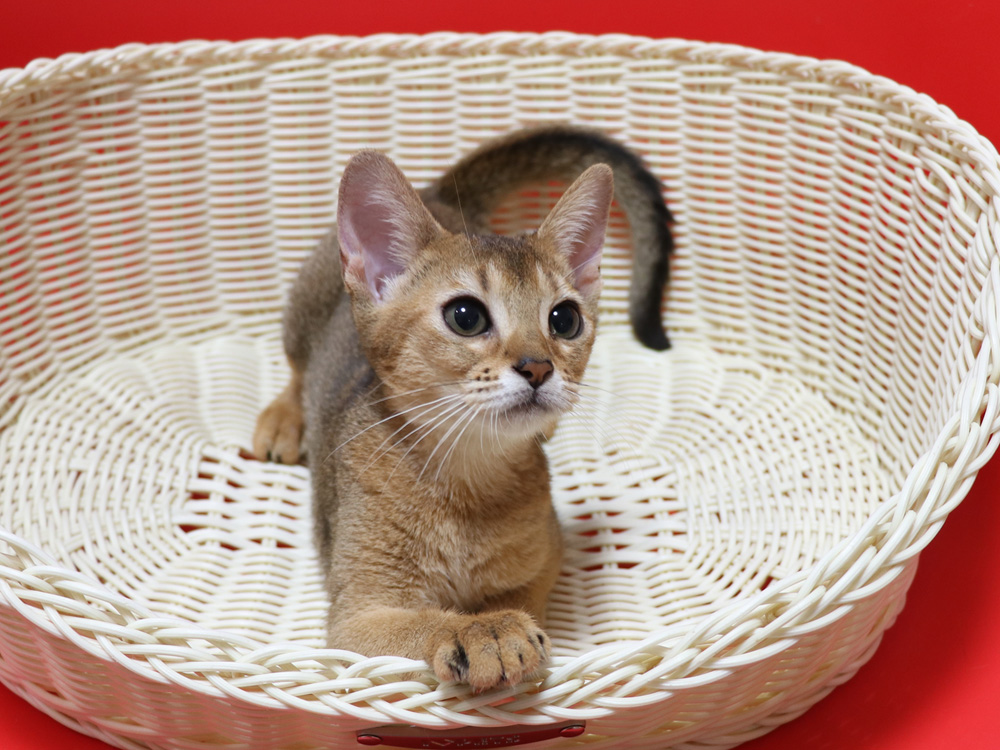 アビシニアンの子猫画像