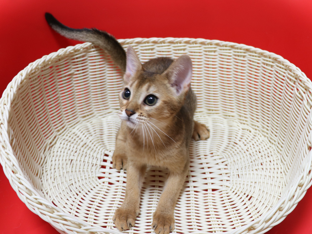 アビシニアンの子猫画像