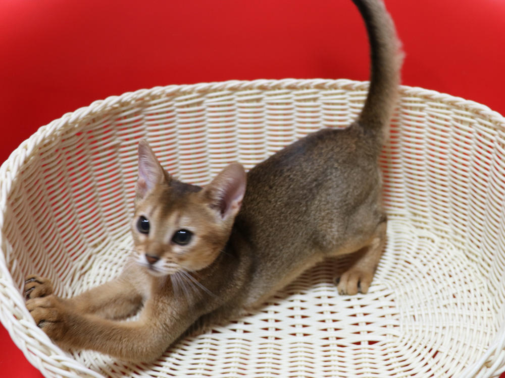 アビシニアンの子猫画像