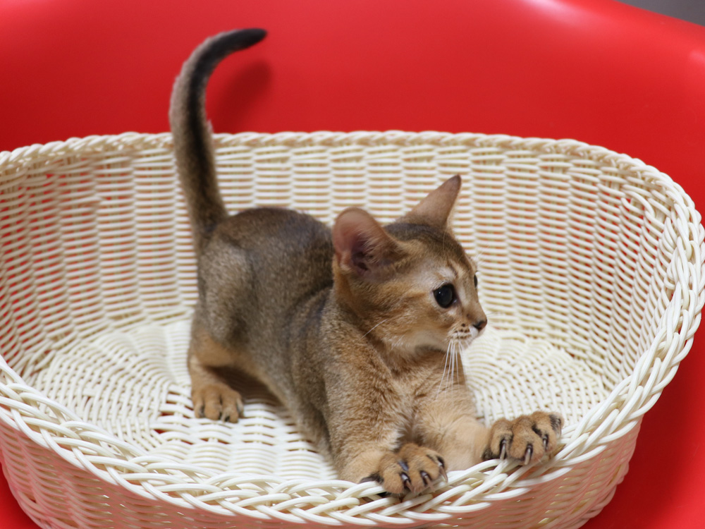 アビシニアンの子猫画像