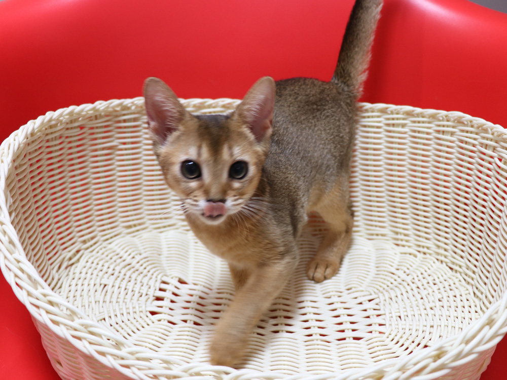 アビシニアンの子猫画像