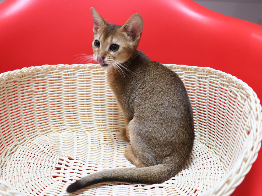 アビシニアンの子猫画像