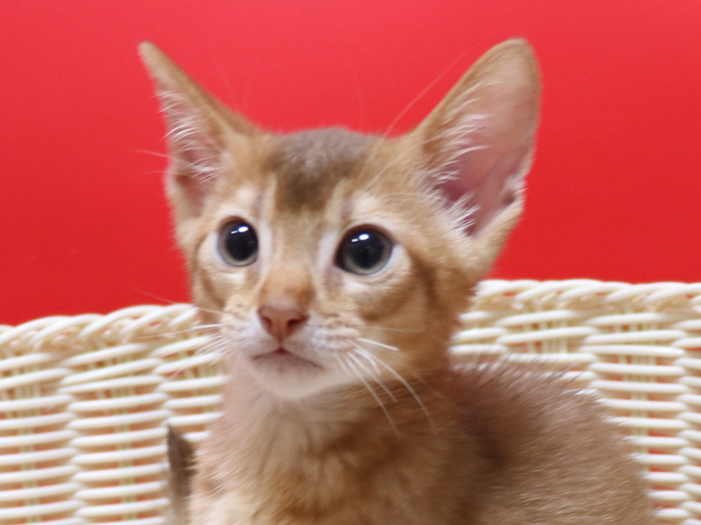アビシニアンの子猫画像