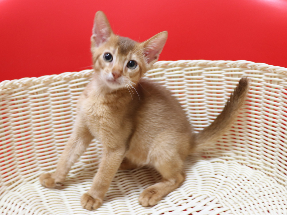 アビシニアンの子猫画像