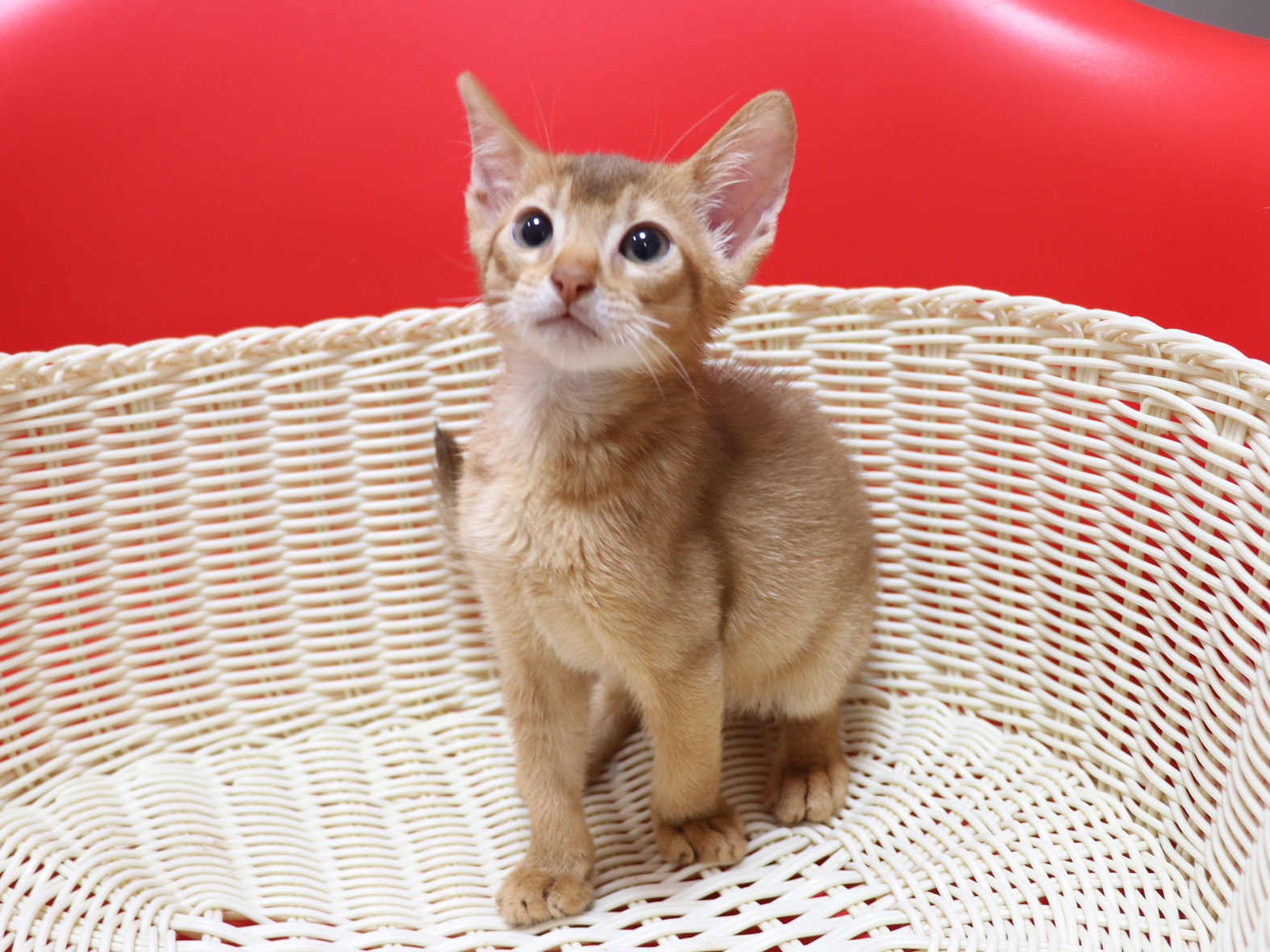 アビシニアンの子猫画像