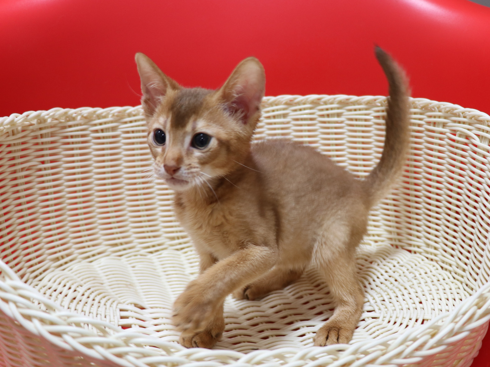 アビシニアンの子猫画像