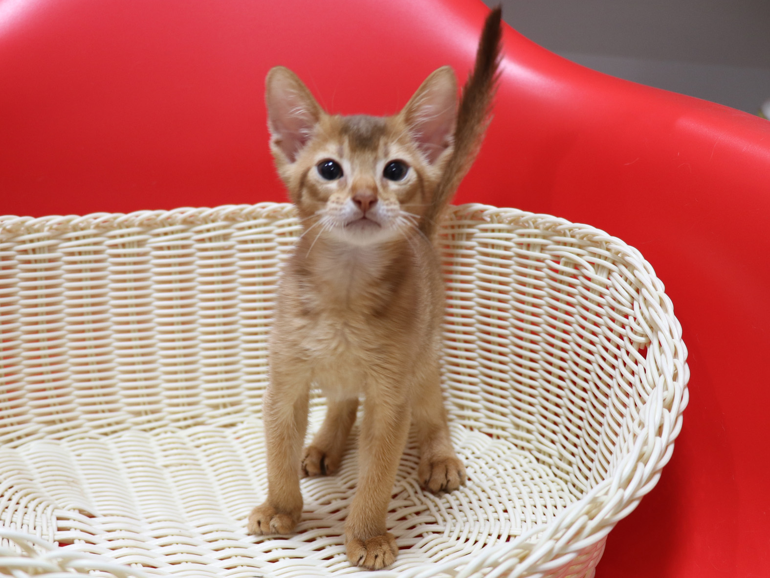 アビシニアンの子猫画像