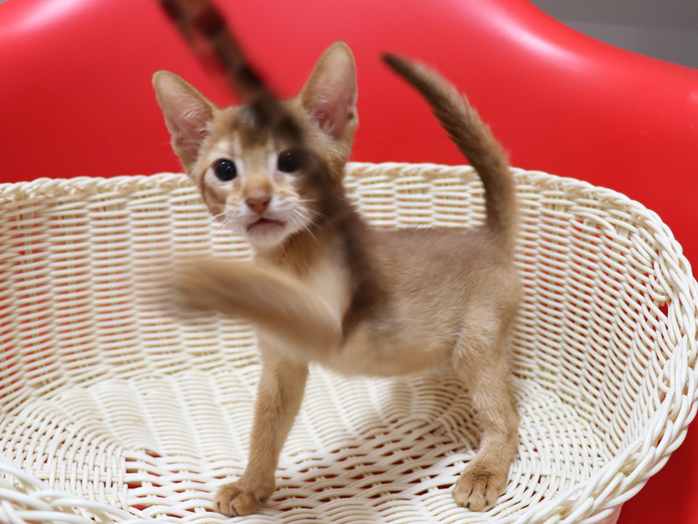 アビシニアンの子猫画像