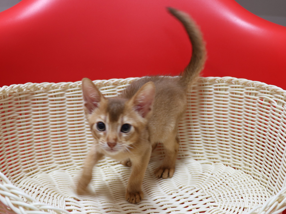 アビシニアンの子猫画像