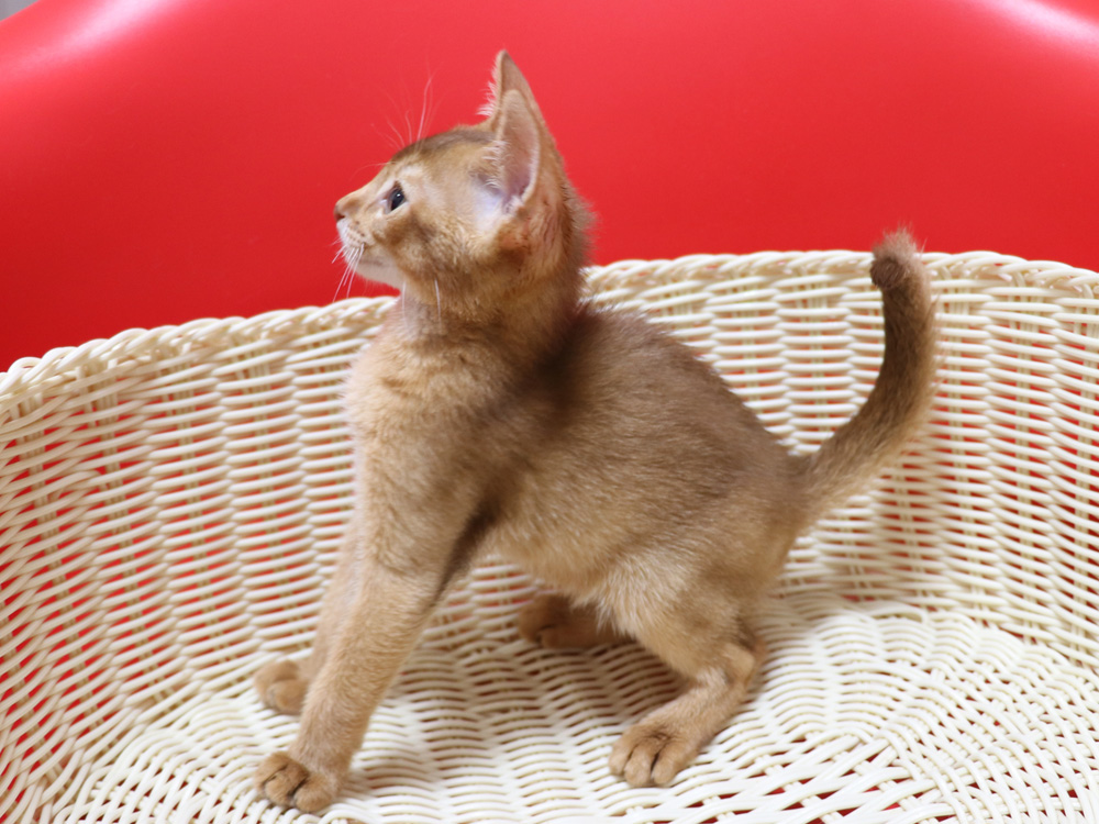 アビシニアンの子猫画像