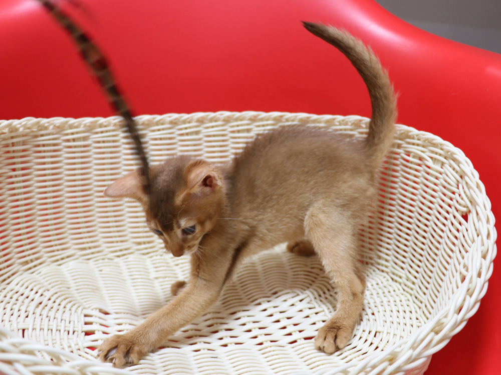 アビシニアンの子猫画像