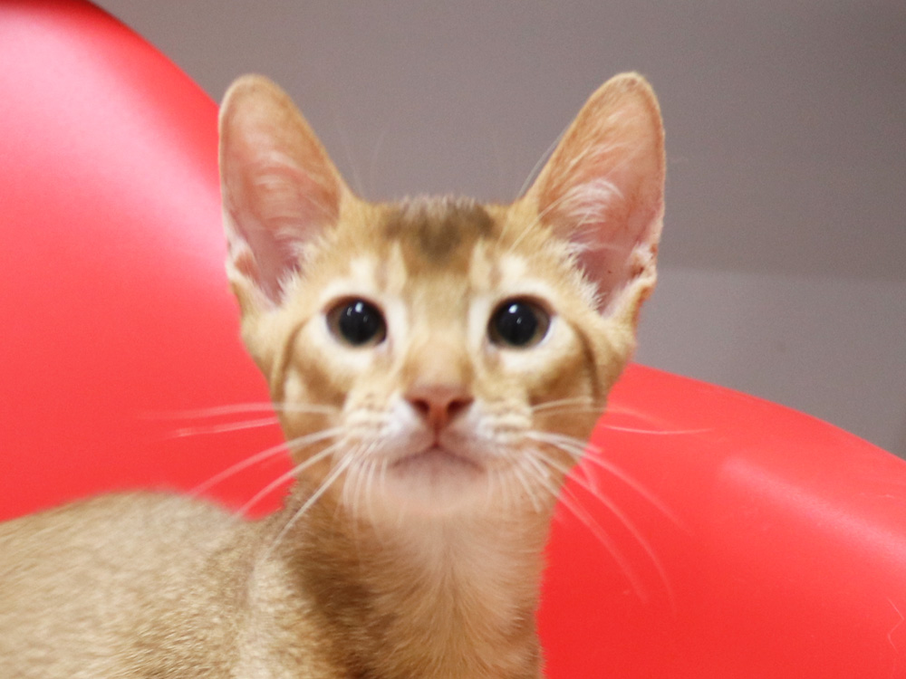 アビシニアンの子猫画像
