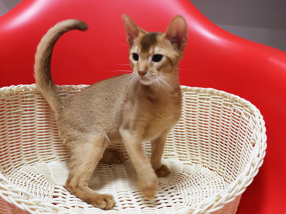 アビシニアンの子猫画像