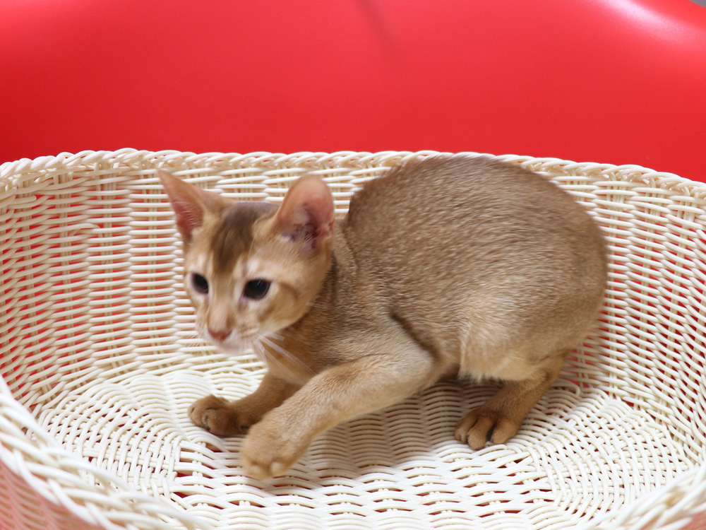 アビシニアンの子猫画像