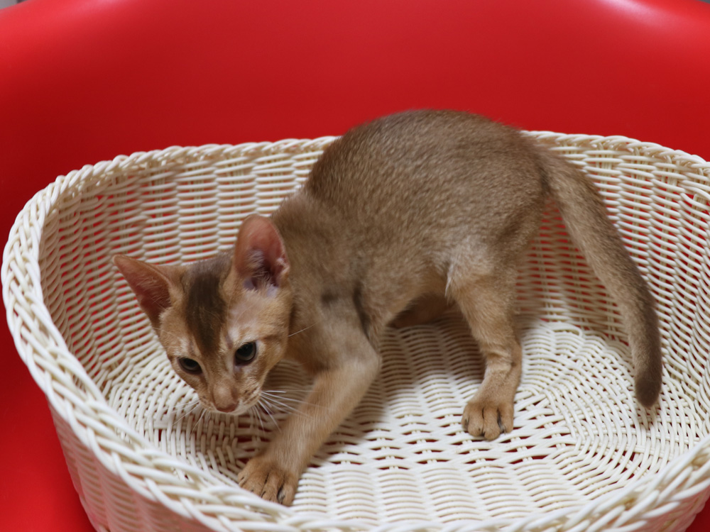 アビシニアンの子猫画像