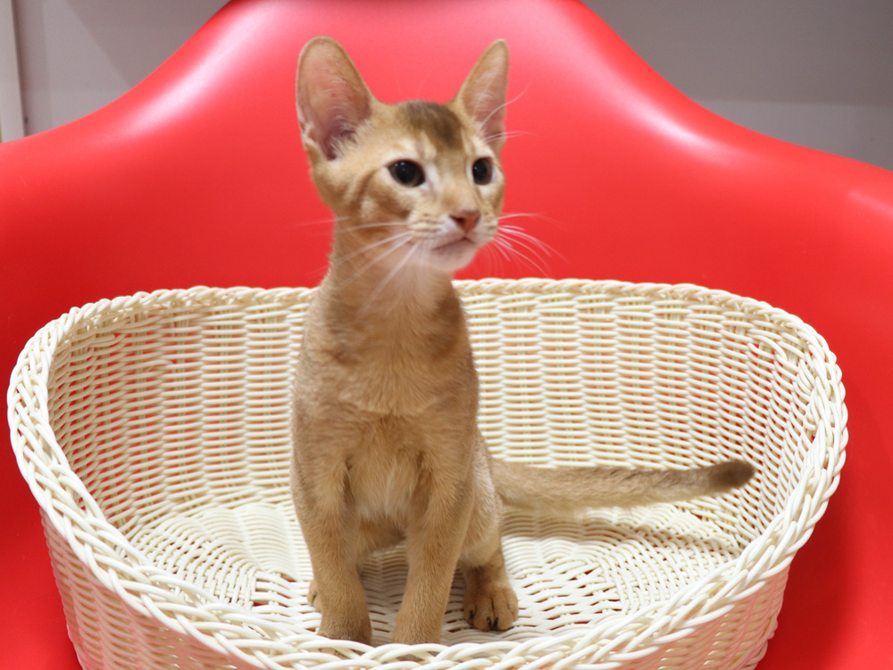 アビシニアンの子猫画像