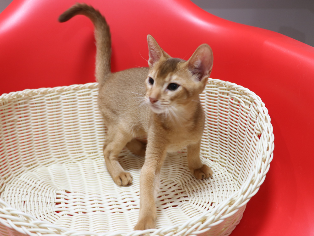 アビシニアンの子猫画像