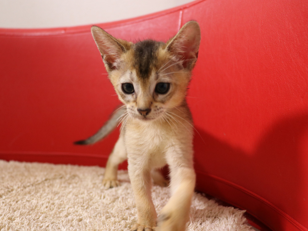 アビシニアンの子猫画像