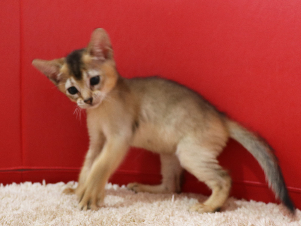 アビシニアンの子猫画像