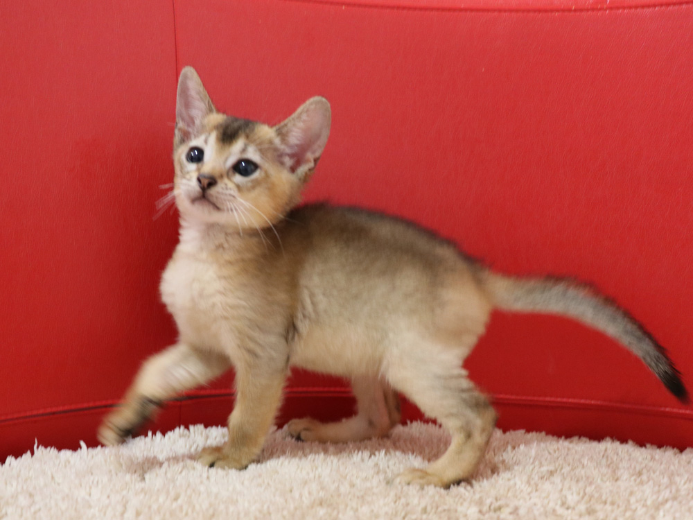 アビシニアンの子猫画像