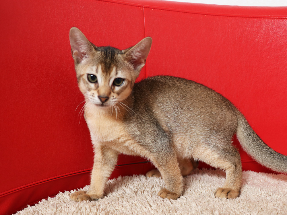 アビシニアンの子猫画像