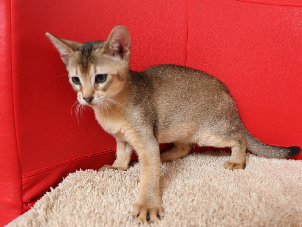アビシニアンの子猫画像