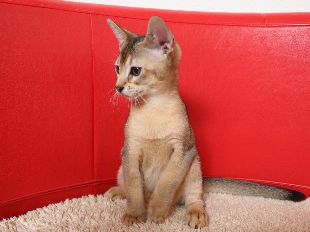 アビシニアンの子猫画像