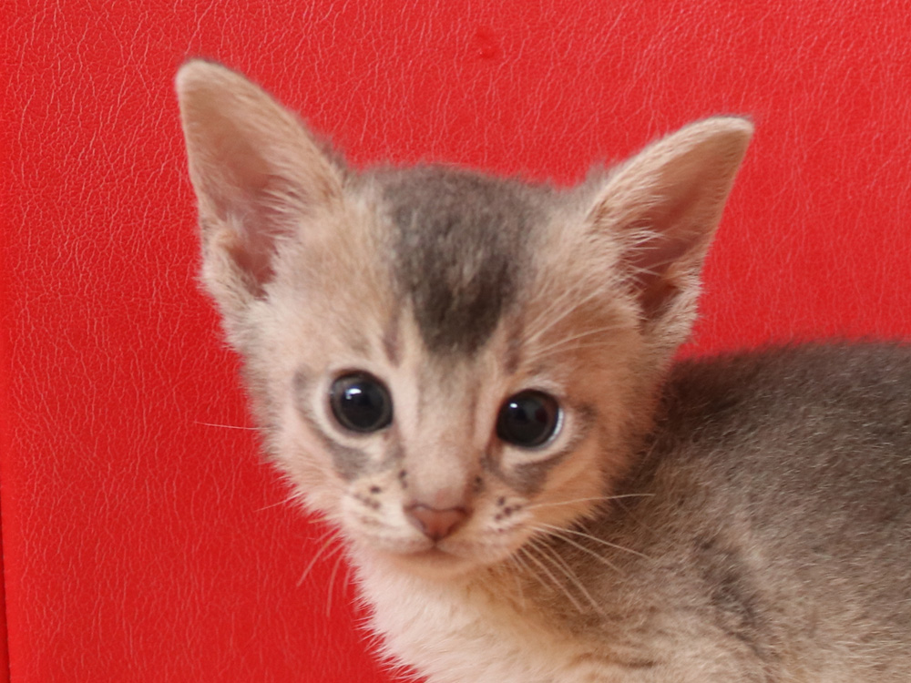 アビシニアンの子猫画像
