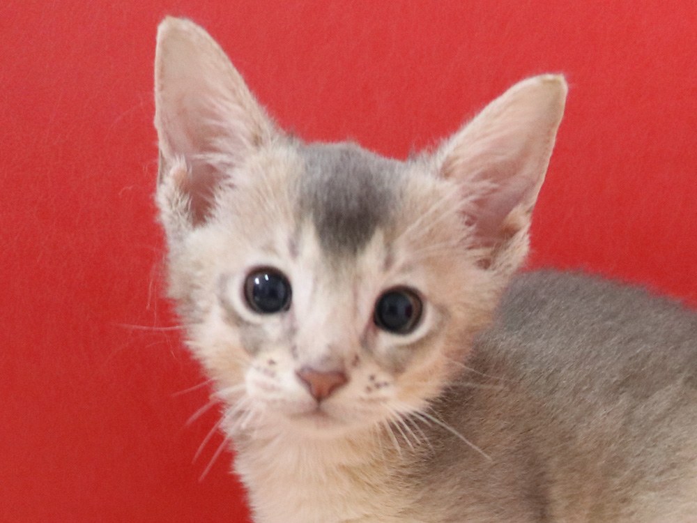 アビシニアンの子猫画像