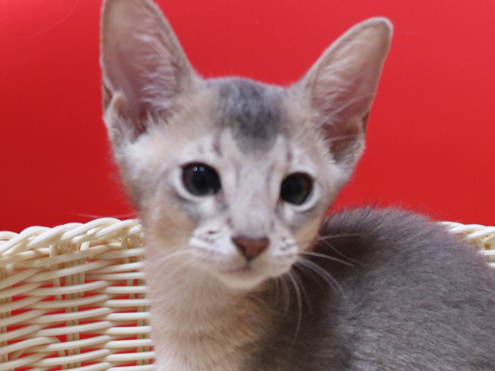 アビシニアンの子猫画像