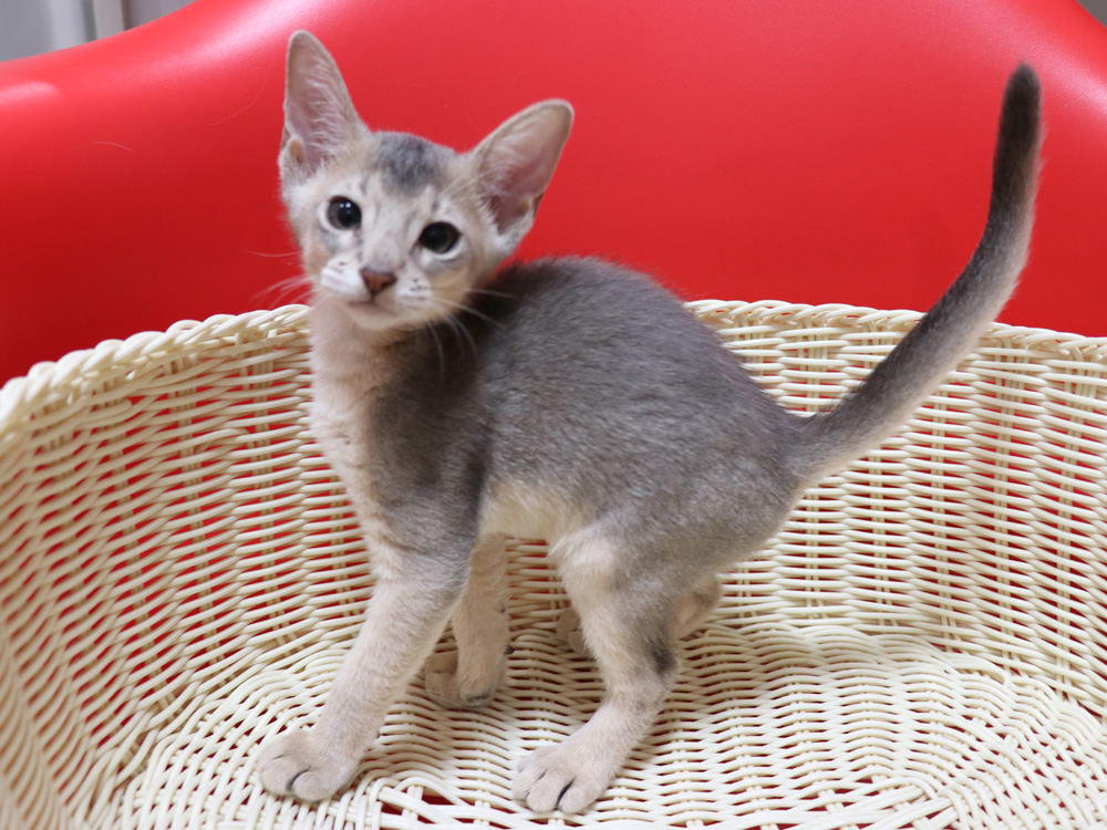 アビシニアンの子猫画像