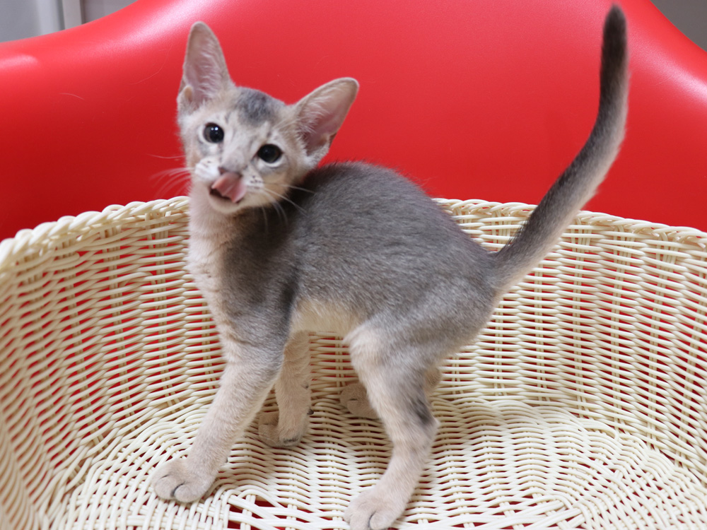 アビシニアンの子猫画像