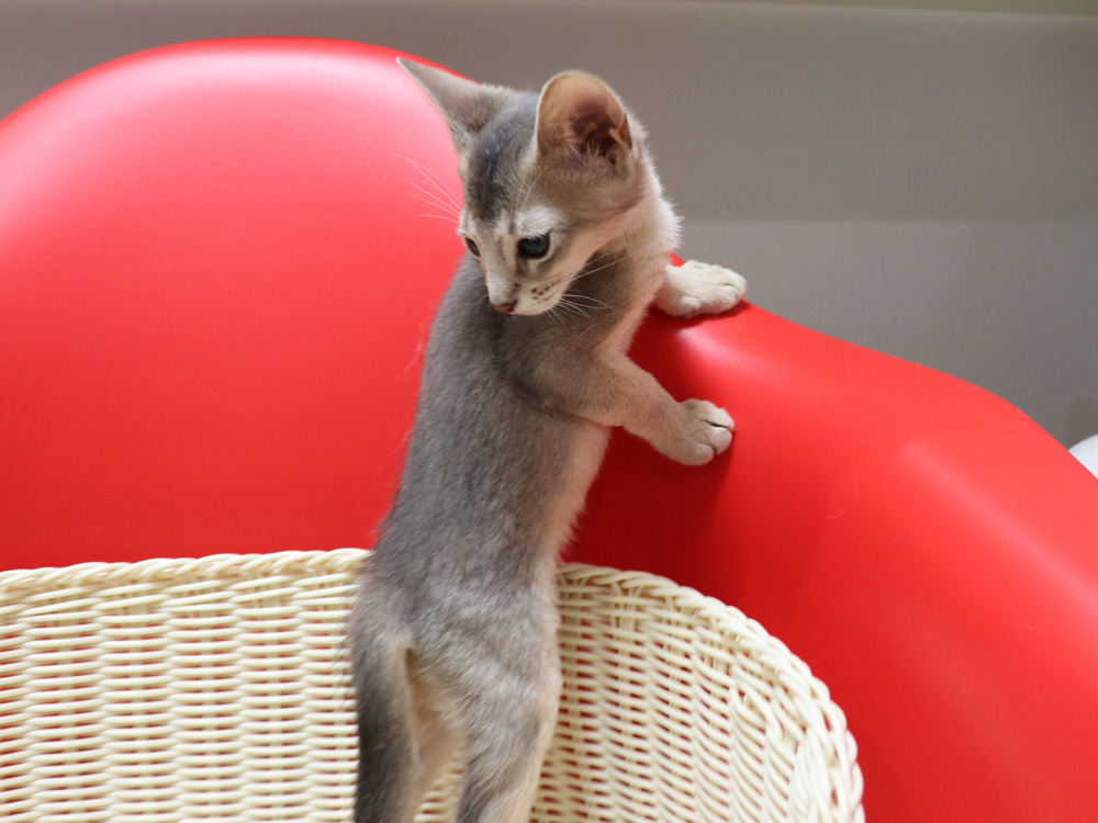 アビシニアンの子猫画像