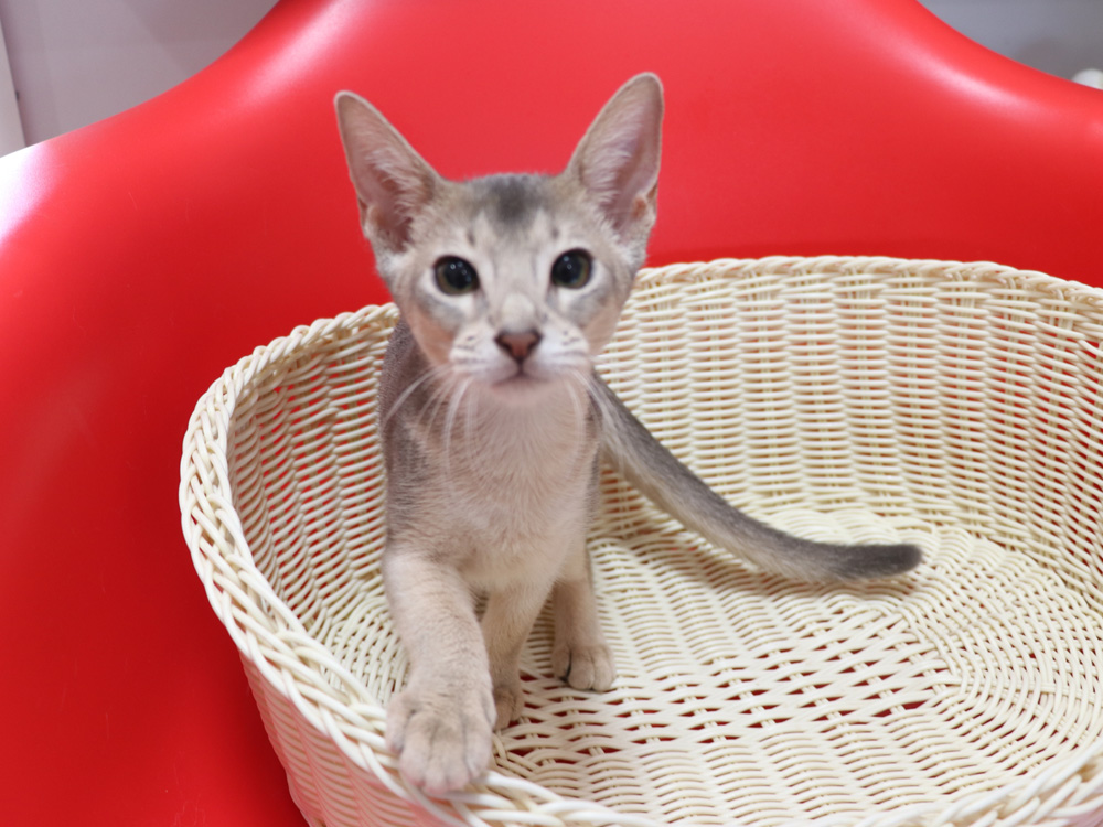 アビシニアンの子猫画像