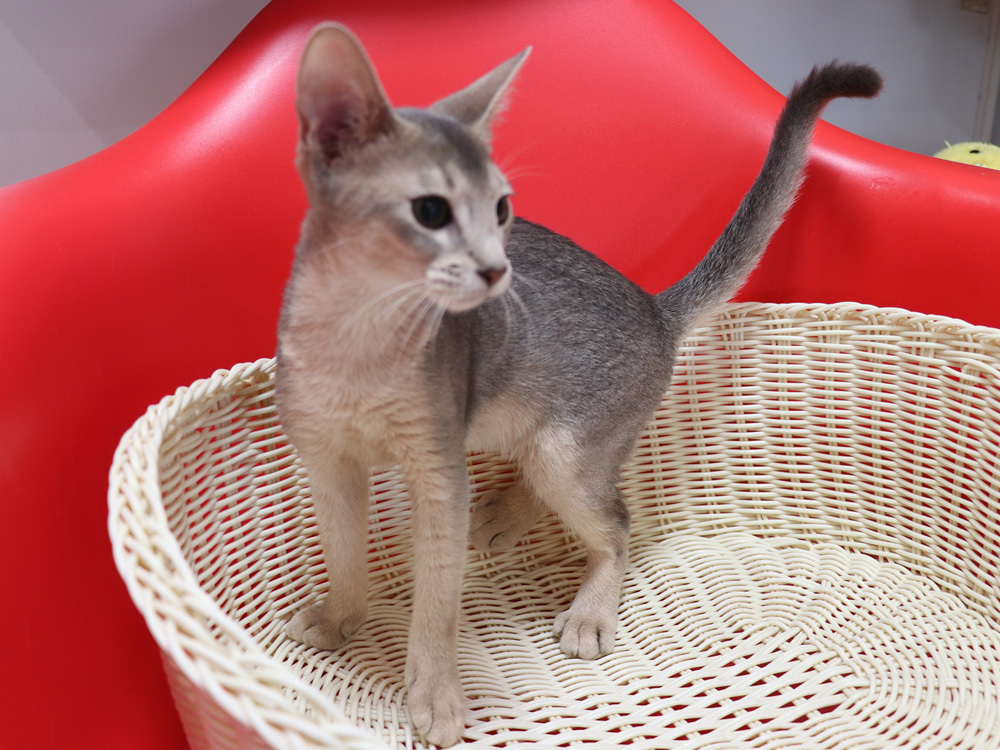 アビシニアンの子猫画像